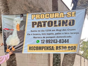 Influencer oferece recompensa para quem localizar pato de estimação desaparecido
