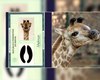 Girafa recém-nascida no Zoo de SP já tem nome e RG: 'Melman' recebeu mais de 43% dos votos
