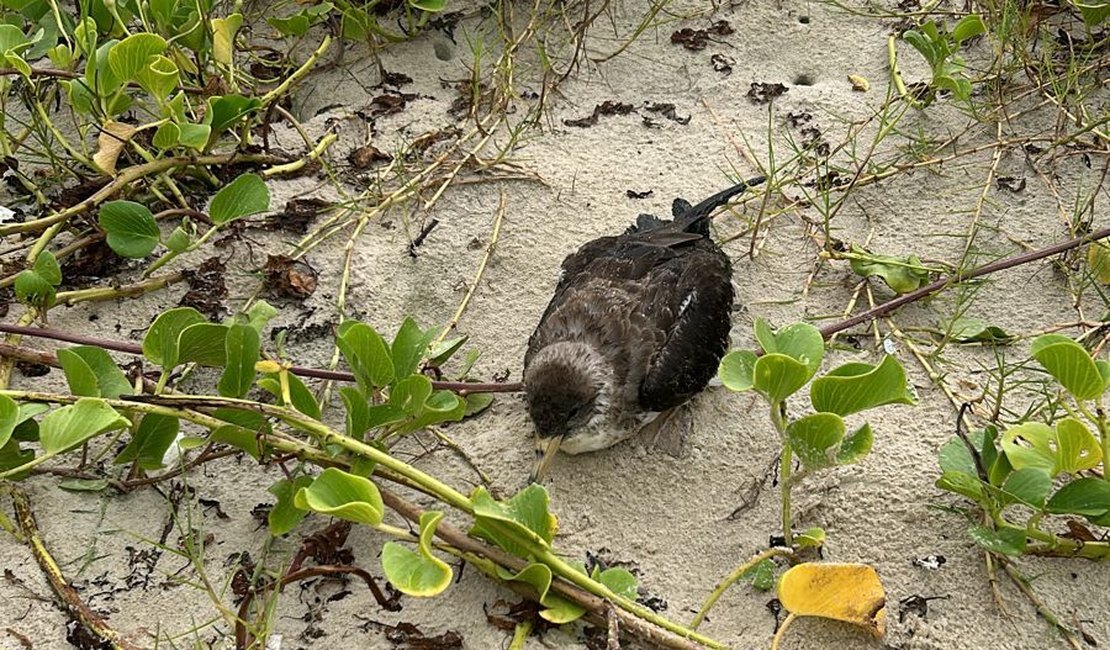 [Vídeo] Biota registra encalhes de aves marinhas em praias de Alagoas