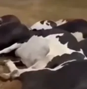 Queda de fio elétrico mata 27 vacas em fazenda de Batalha