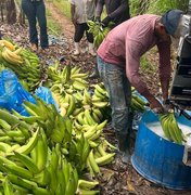 Adeal fiscaliza combate à Sigatoka Negra em bananicultores de Porto Calvo