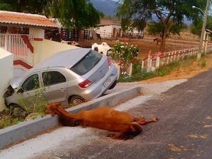 Condutor colide com cavalo, sai da pista e bate em muro de residência