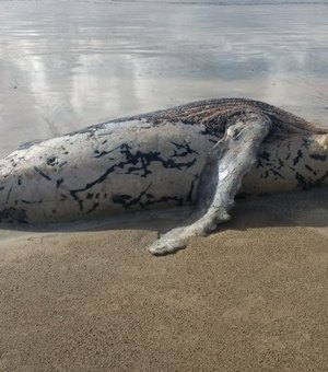 Carcaça de baleia jubarte é encontrada na praia de Japaratinga
