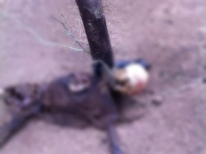 Ossada é encontrada amarrada em estaca de madeira no Sertão Alagoano