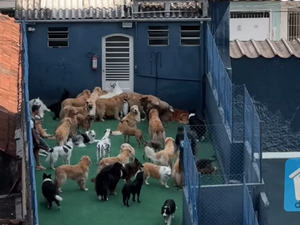 Mulher olha pela janela e encontra 'paraíso' com vários cachorros no vizinho