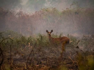 STF forma maioria contra decretos da política ambiental do governo Bolsonaro