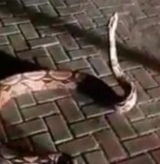 Corpo de Bombeiros resgata jiboia que seria consumida como petisco em Fortaleza