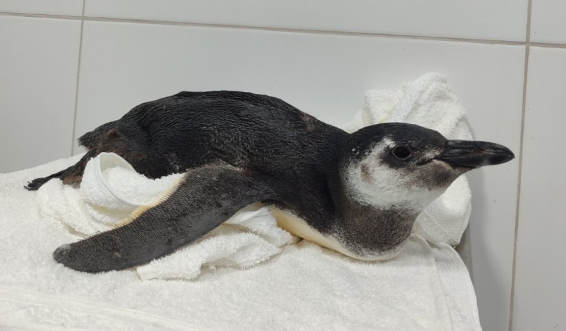Se perdeu? Veja por que um pinguim acabou encalhado na Praia do Gunga