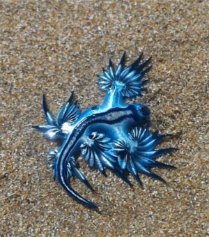 [Vídeo] Dragão azul aparece em Praia da Sereia
