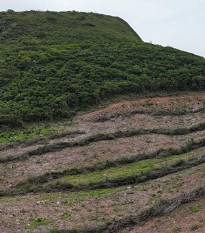 Maior desmatamento já flagrado pela FPI em Alagoas devasta área equivalente a 800 campos de futebol