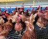 Alagoas mantém protocolo de prevenção a casos suspeitos de gripe aviária