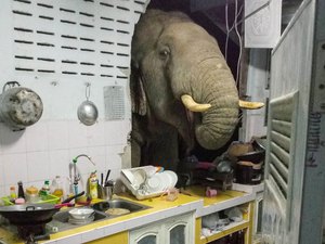 Elefante quebra parede de casa em busca de comida na Tailândia