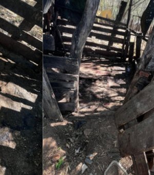 Porco é abatido e levado durante invasão a propriedade em Piranhas