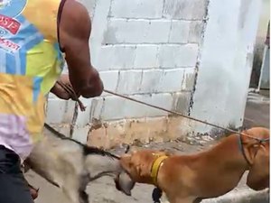 [Vídeo] Sem focinheira, pitbull ataca filhote de cabra e deixa animal ferido e sem orelha em Arapiraca