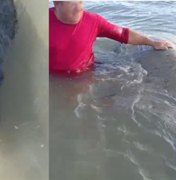 ﻿[Vídeo] Reintegrado à natureza, peixe-boi que foi agredido com facão é importunado por banhista
