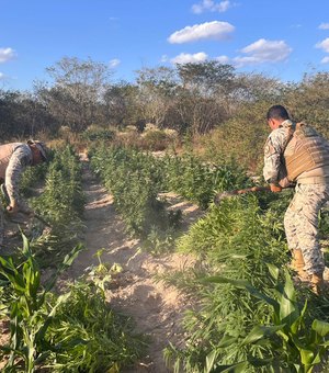 Operação integrada apreende mais de 25 mil pés de maconha em Canapi