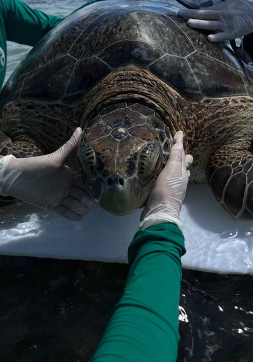 Tartaruga-verde é encontrada presa em curral de pesca na Praia de Ipioca
