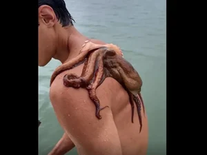 Jovem nada com polvo grudado nas costas e vídeo viraliza
