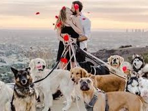 Homem faz pedido de casamento especial com a ajuda de 16 cachorros