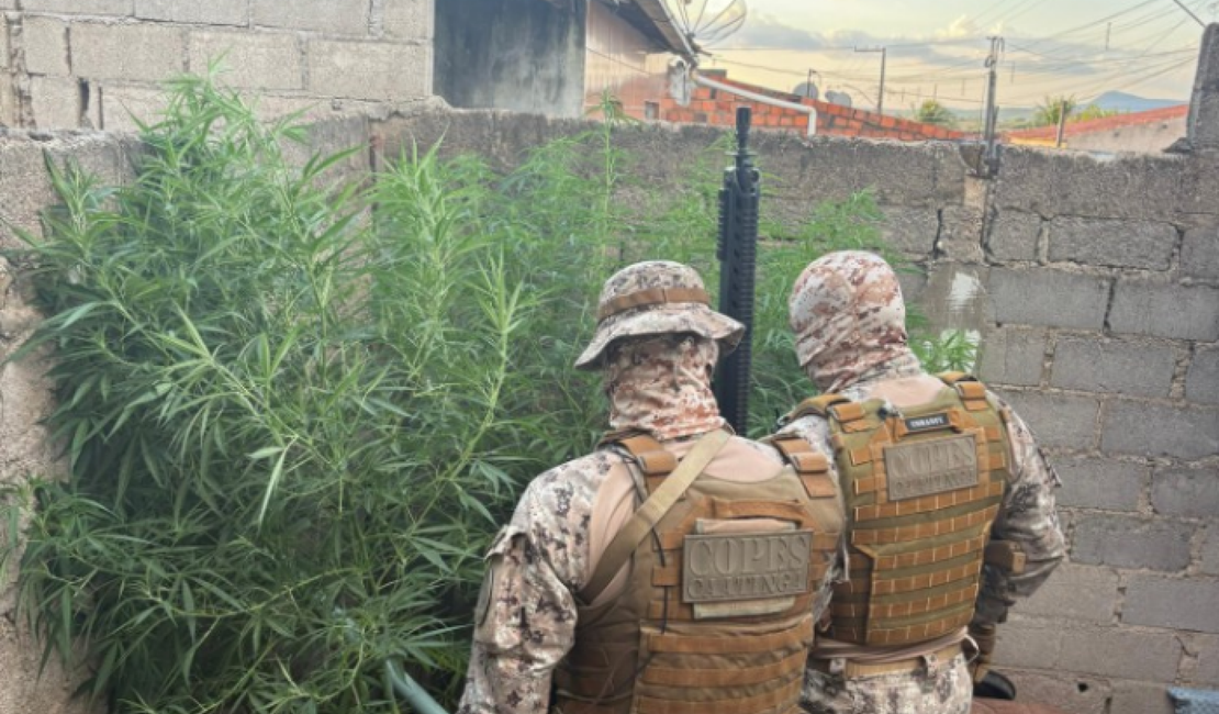 Plantação de maconha é encontrada em quintal de oficina mecânica, em Canapi