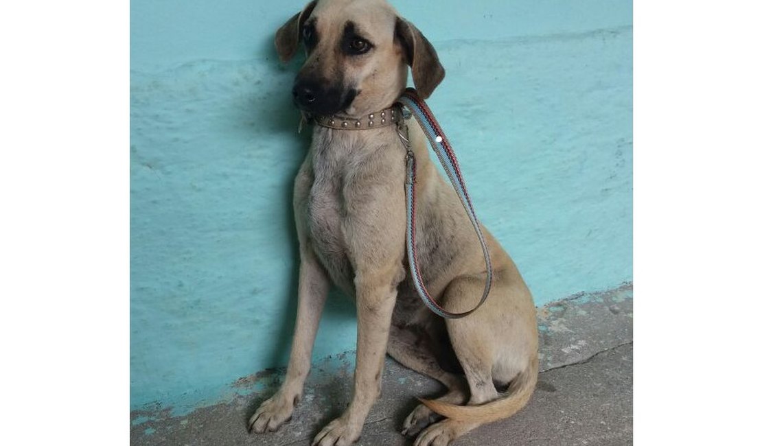 Feira de adoção de cães e gatos acontece nesta segunda (04) em Arapiraca