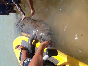 [VÍDEO] Litoral Sul do Estado recebe visitante inesperado