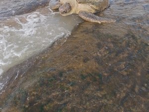 Pescadores reintroduzem tartaruga marinha à natureza