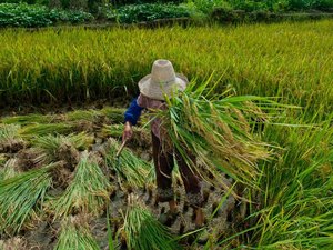 Alagoanos são resgatados de condições análogas à escravidão em Goiás