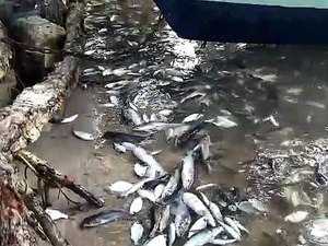 Poluição pode ter provocado morte de peixes na lagoa Manguaba