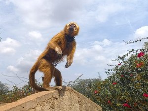 Macaco-prego-galego mantido acorrentado e sob o sol é resgatado pela FPI no Sertão