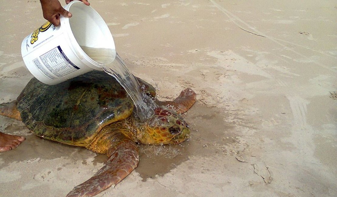 Tartaruga encalhada é resgatada com vida da praia de Coruripe