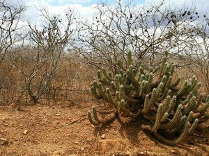 Alagoas é o segundo estado que menos registrou queimadas na Caatinga