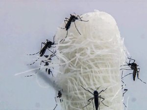 Brasil ultrapassa 5 milhões de casos prováveis de dengue