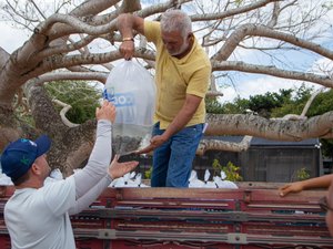 Arapiraca: Prefeitura ultrapassa 100 mil alevinos distribuídos a produtores locais