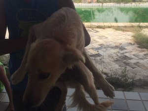 OAB/AL constata abandono de cães em residência e proprietária deve responder pelo crime