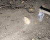 Corpo é encontrado enterrado em região de mata no bairro Santa Amélia