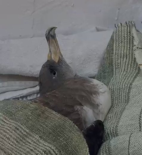 Gripe aviária: família leva ave marinha para casa em AL e acende alerta