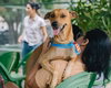 Governo sanciona lei que proíbe tatuagens e piercings com fins estéticos em cães e gatos