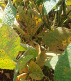 Estado de Alagoas inicia vazio sanitário da cultura da soja em janeiro