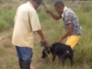 Acusado de matar cachorro brutalmente a pauladas em Porto Calvo é preso