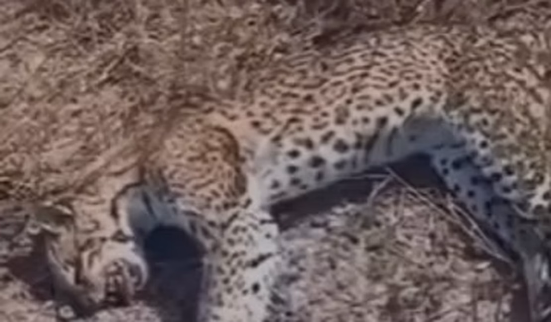 Jaguatirica é achada morta no município de São José da Tapera