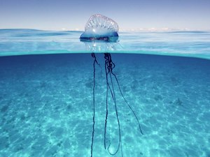 Criança é vítima de queimadura de caravela na Praia de Maragogi