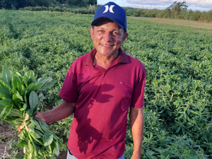 [Vídeo] Venda do bredo na Semana Santa garante renda extra para agricultor de Arapiraca