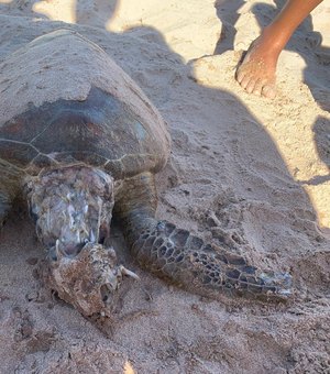 Turistas encontram tartaruga morta na Praia de Ponta Verde