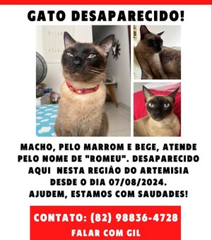 Família faz apelo para encontrar gato desaparecido em Maceió