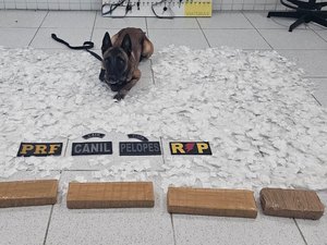 Polícia encontra R$ 500 mil em drogas dentro de van e prende suspeito no Sertão de AL