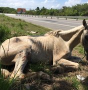 Cavalo com pata quebrada é abandonado na AL-101 Sul