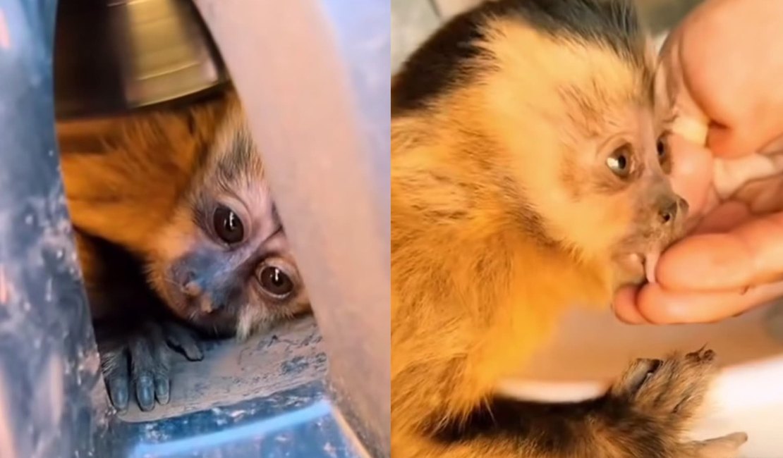 Macaquinho se assusta no meio da estrada e se esconde em roda de caminhonete