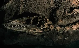Fóssil descoberto no Brasil lança luz sobre origem dos dinossauros