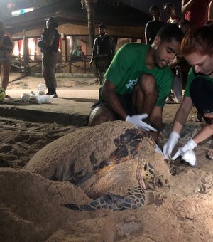 Biólogos registram desova de tartaruga na praia da Jatíuca